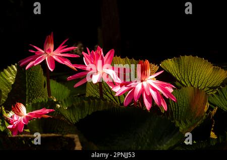 Rosa Seerosenblüte, Bunga Teratai, Nymphaea Rubra (Pubescens) Stockfoto