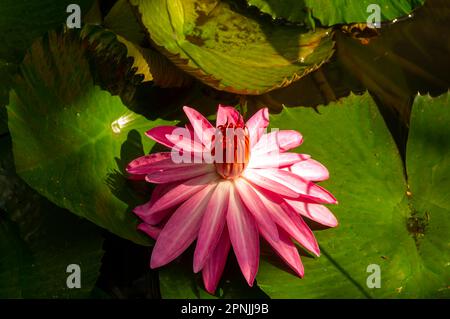 Rosa Seerosenblüte, Bunga Teratai, Nymphaea Rubra (Pubescens) Stockfoto