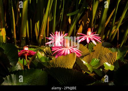 Rosa Seerosenblüte, Bunga Teratai, Nymphaea Rubra (Pubescens) Stockfoto