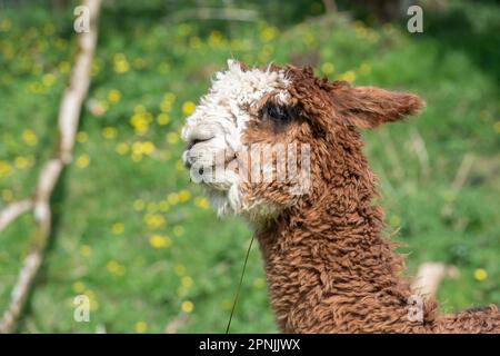 Alpaca, Vicugna pacos, Stockfoto