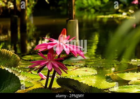 Rosa Seerosenblüte, Bunga Teratai, Nymphaea Rubra (Pubescens) Stockfoto