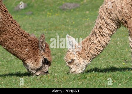 Zwei weidende Alpakas, Vicugna Pacos, Stockfoto
