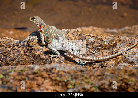 Im Frühling sitzt der Eastern Collared Lizard oder Mountain Boomer mit Orangenflecken auf der Haut auf einem Felsen Stockfoto