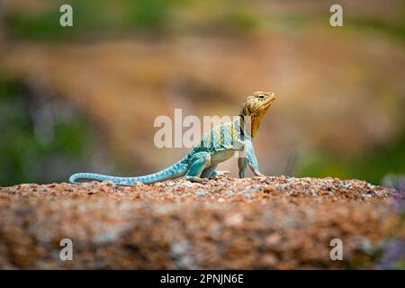 Die Eidechse des Eastern Collared oder der Mountain Boomer mit farbenfroher Haut sitzen im Frühling auf einem Felsen mit anderen Felsen im Hintergrund Stockfoto