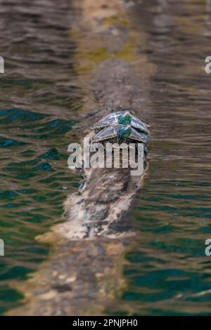 Northern Map Schildkröten, Graptemys geographica, die sich auf einem Baumstamm in Lake of the Clouds, Canadian Lakes, Michigan, USA, sonnen Stockfoto