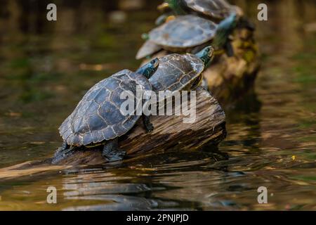 Northern Map Schildkröten, Graptemys geographica, die sich auf einem Baumstamm in Lake of the Clouds, Canadian Lakes, Michigan, USA, sonnen Stockfoto