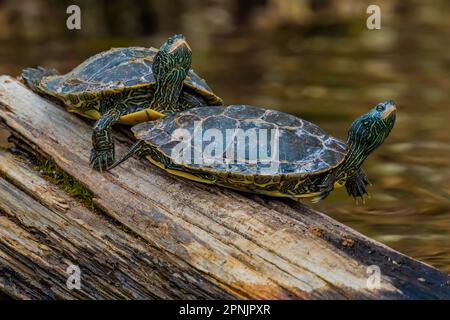 Northern Map Schildkröten, Graptemys geographica, die sich auf einem Baumstamm in Lake of the Clouds, Canadian Lakes, Michigan, USA, sonnen Stockfoto