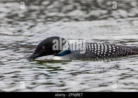 Common Loon, Gavia immer, am Lake of the Clouds in Canadian Lakes, Michigan, USA Stockfoto