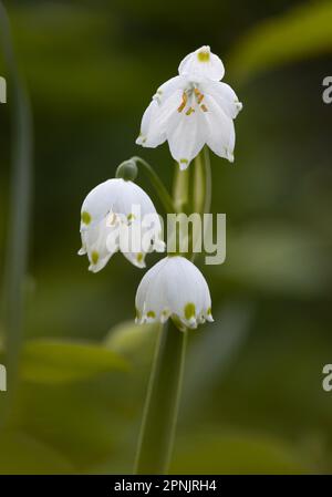 Weiße Schneeflockenblüten im Frühling, Sommer, Lancaster, Pennsylvania Stockfoto