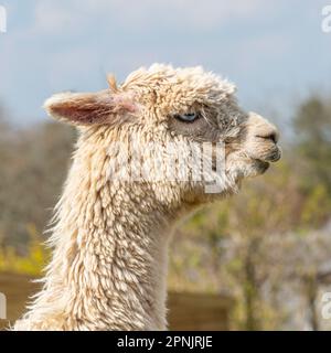Alpaca, Vicugna pacos, Stockfoto