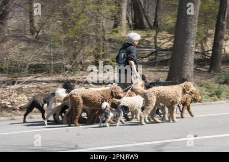 Professioneller Hundegang auf der Straße im Prospect Park, Brooklyn, New York. Stockfoto