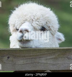 Alpaca, Vicugna pacos, Stockfoto