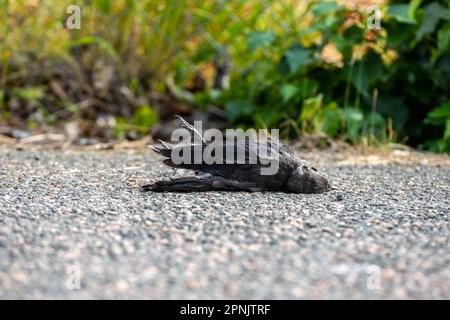 Eine tote Krähe auf einer Asphaltstraße. Stockfoto