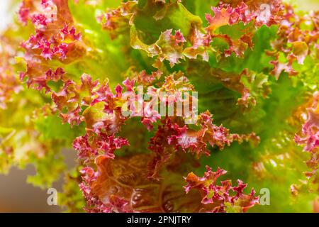 Nahaufnahme von Batavia-Salat Stockfoto