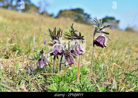 Pulsatilla pratensis, die kleine Pasqueblume Stockfoto