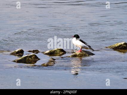 Gewöhnlicher männlicher Merganser in der Wachau, Österreich Stockfoto