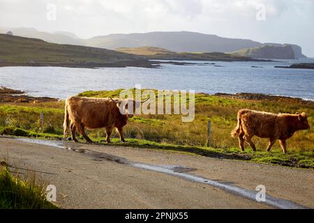 Light Dabbling the Highland Cattle Crossing in der Nähe von Ebost, Isle of Skye, Schottland, Vereinigtes Königreich Stockfoto