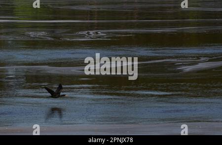 Doppelkammkormorant fliegt über Wasser Stockfoto