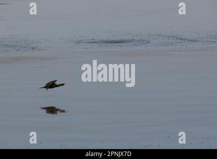 Doppelkammkormorant fliegt über Wasser Stockfoto