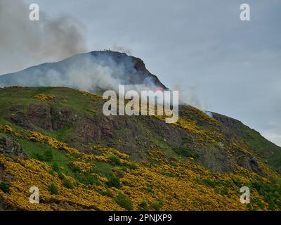 Gelber Gorse brennt in einem Buschfeuer auf arthurs Seat, dem berühmten Hügel neben Edinburgh, der Hauptstadt Schottlands. Stockfoto
