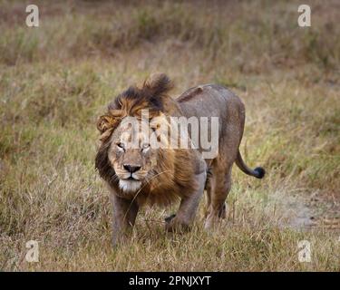 Männlicher Löwe (panthera leo), Ngorongoro, Tansania, Juli 2007 Stockfoto