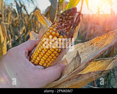 Verrottender gelber reifer Mais aus der Nahaufnahme auf Stängeln für die Ernte auf landwirtschaftlichem Ackerland Stockfoto