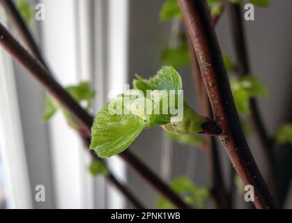 Kalk (Tilia vulgaris) Knospe und aufstrebendes Blatt, Stockfoto