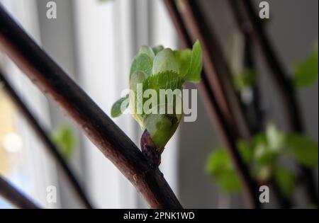 Kalk (Tilia vulgaris) Knospe und aufstrebendes Blatt, Stockfoto