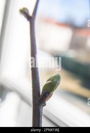 Kalk (Tilia vulgaris) Knospe und aufstrebendes Blatt, Stockfoto