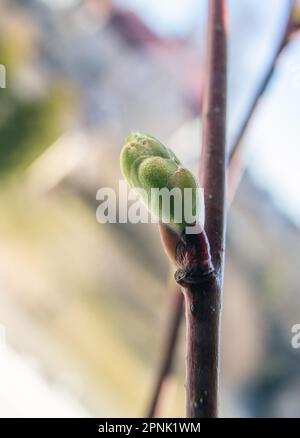 Kalk (Tilia vulgaris) Knospe und aufstrebendes Blatt, Stockfoto