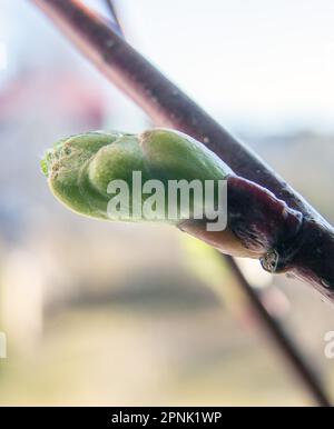 Kalk (Tilia vulgaris) Knospe und aufstrebendes Blatt, Stockfoto