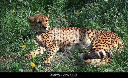 Der Gepard liegt auf dem Gras Stockfoto