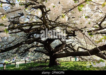 Kirschbaum mit weißen Blüten in voller Blüte im Jardin des Plantes in Paris Stockfoto