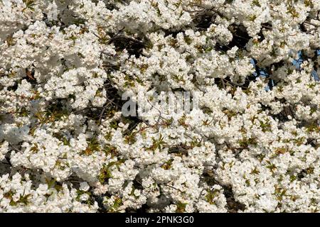 Kirschbaum mit weißen Blüten in voller Blüte an einem sonnigen Frühlingstag - Prunus Sato-zakura Shirotae. Gedreht im Jardin des Plantes - botanischer hauptgarten Stockfoto