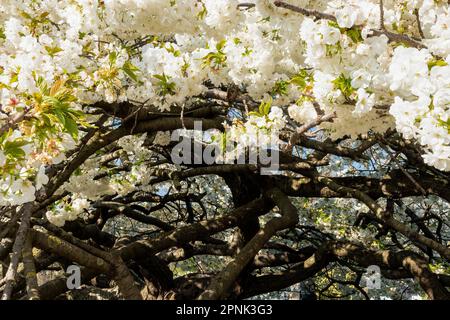 Blick von unten auf einen Kirschbaum mit weißen Blüten in voller Blüte an einem sonnigen Frühlingstag - Prunus Sato-zakura Shirotae. Erschossen im Jardin des Plantes Stockfoto