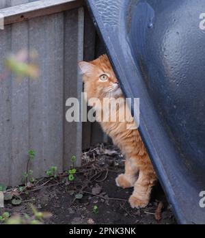 Eine streunende Katze, die unter einer umgedrehten Wanne auf einem verlassenen Territorium aufwacht Stockfoto