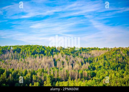 Fußgängerbrücke über dem Rappbodetalsperre-See und dem Rappbode-Fluss im Harz-Gebirge-Nationalpark an einem sonnigen Tag Stockfoto