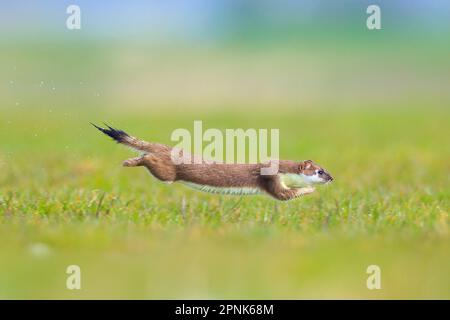 Nahaufnahme eines Stoats, Mustela erminea, Rennen und Springen auf einem Grasfeld während der Jagd. Stockfoto