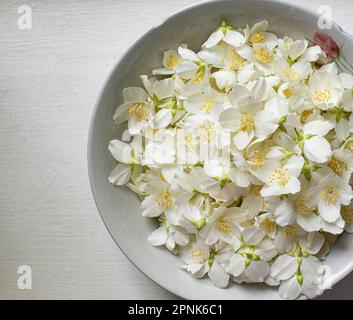 Jasminblume in einer rustikalen Schüssel. Weiße Jasminblume für Tee und Sirup. Juniblumen in Polen. In Europa. Weiße Blumen. Gesundes Essen. Stockfoto