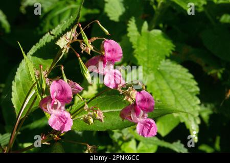 Rosafarbene Blüten und Blätter von Himalaya-Balsam (Impatiens glandulifera), isoliert auf einem natürlichen grünen Sommerwaldhintergrund Stockfoto