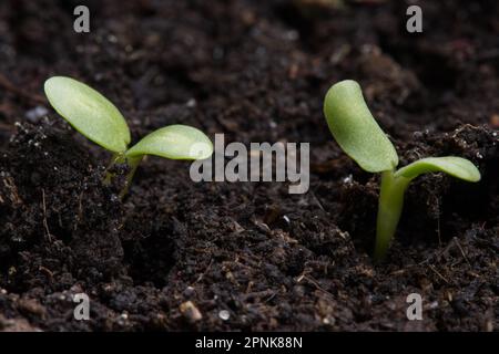 Kleine grüne Setzlinge, die im Boden wachsen, Nahaufnahme. Stockfoto