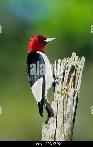 Erwachsener rothaariger Specht auf dem Haken Stockfoto