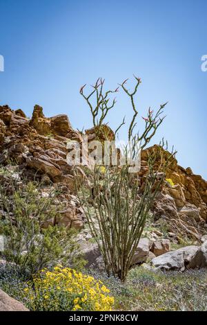 Im Frühling steht im Anza Borrego Desert State Park in Kalifornien eine hohe und kachelige Ocotillo-Pflanze mit roten Blumen vor den Bergen mit Wildblumen. Stockfoto