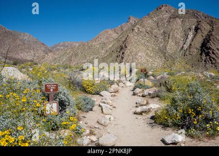 Wegweiser mit Schild für Palm Grove. Borrego Palm Canyon Wanderweg mit gelben Wildblumen im Frühling und Wanderweg zu den Bergen. Stockfoto