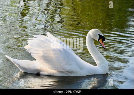 Mute Swan (Cygnus Olor), River Cray, Foots Cray Meadows, Sidcup, Kent, UK Stockfoto