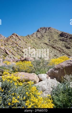 Blühende gelbe Wildblumen und Felsbrocken vor den steilen Bergen in der Nähe des Palm Canyon im Anza Borrego Desert State Park, Kalifornien. Stockfoto