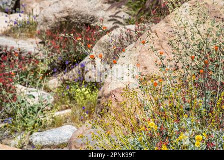 Im Anza Borrego Desert State Park während eines Frühlings voller Blüten blühen verschiedene Arten von Wildblumenarten mit orangefarbenen, roten, gelben und blauen Blumen. Stockfoto