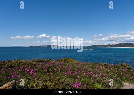 Küstenlandschaft im Frühling im Nationalpark der atlantischen Inseln Galiciens mit farbenprächtiger Gorse (Ulex europaeus) und der ottentot-Feigen-Eispflanze (Carpobrotu Stockfoto