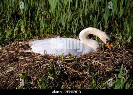 Stummer Schwan, der auf dem Nest sitzt Stockfoto