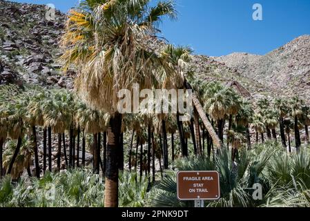 Aussichtspunkt mit Blick auf verbrannte Palmen in der Oase am Borrego Palm Canyon Trail mit Schild „Fragile Area, Stay on Trail“ am Anza Borrego. Stockfoto